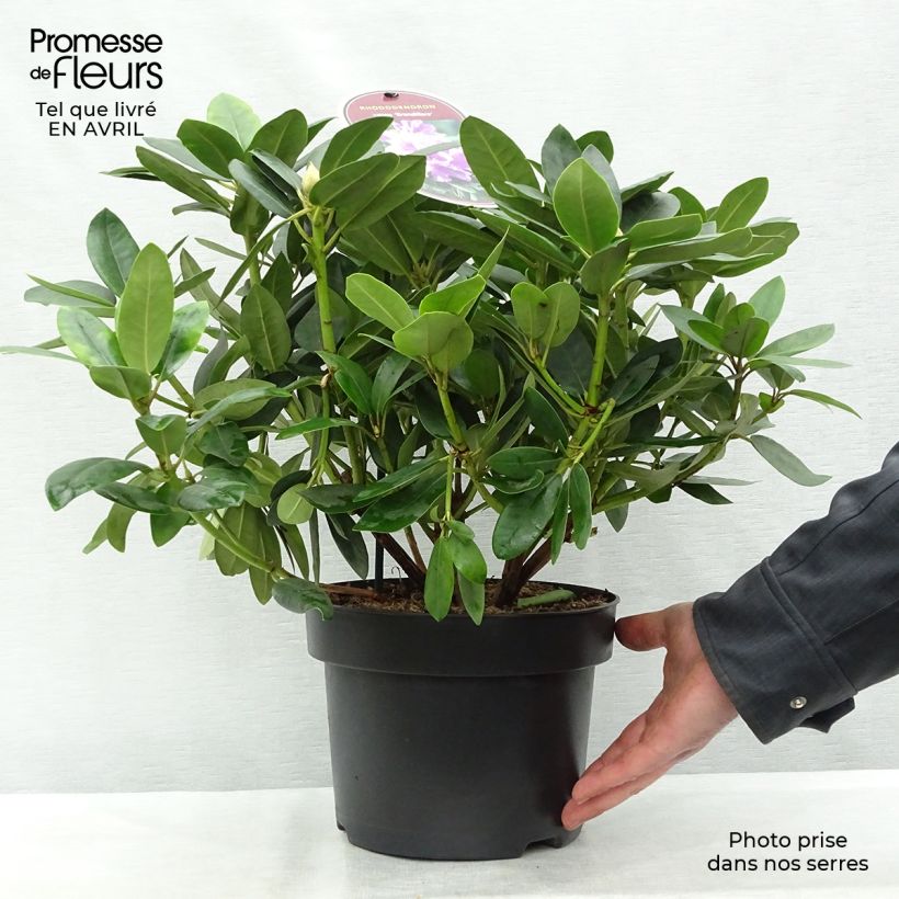 Exemplaar van Rhododendron Grandiflorum - Grootbloemige rododendron Pot van 4 l/5 l zoals geleverd in de lente
