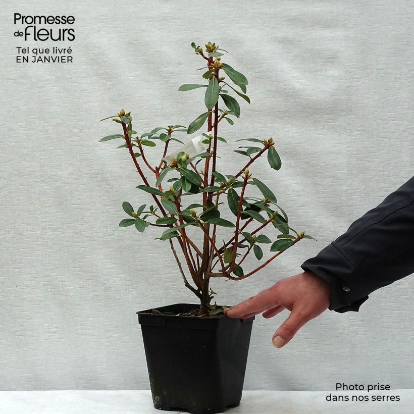 Exemplaar van Rhododendron cinnabarinum - Grootbloemige rododendron Pot van 3 l/4 l zoals geleverd in de winter