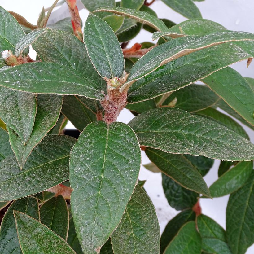 Rhododendron edgeworthii - Edgeworthii-Rododendron (Blad)