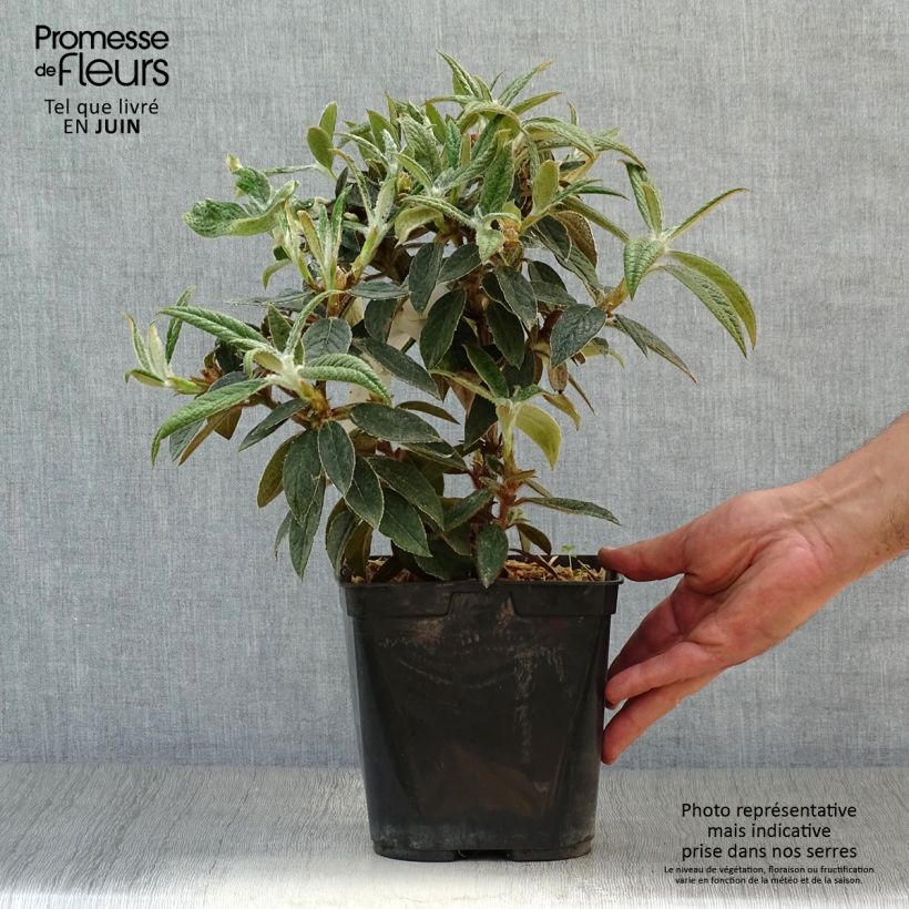 Exemplaar van Rhododendron edgeworthii - Edgeworthii-Rododendron Pot van 3 l/4 l zoals geleverd in de zomer
