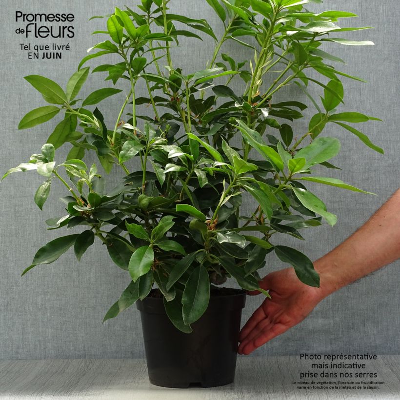 Exemplaar van Rhododendron Blue Jay - Grootbloemige rododendron Pot van 4 l/5 l zoals geleverd in de zomer