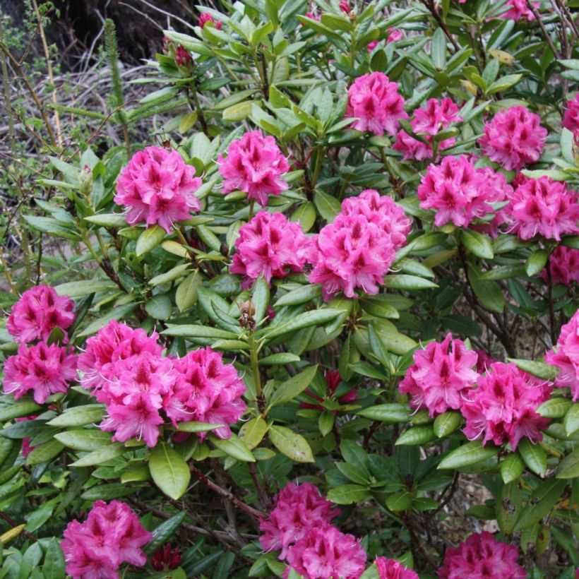Rhododendron Cosmopolitan - Grootbloemige rododendron (Groeiplaats)