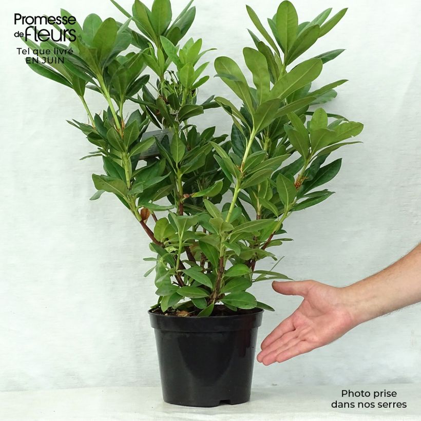Exemplaar van Rhododendron Cosmopolitan - Grootbloemige rododendron Pot van 2 l/3 l zoals geleverd in de zomer