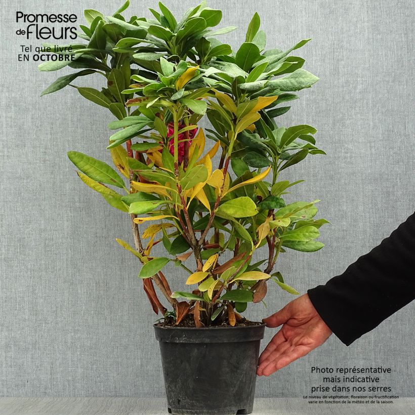 Exemplaar van Rhododendron Cosmopolitan - Grootbloemige rododendron Pot van 2 l/3 l zoals geleverd in de herfst