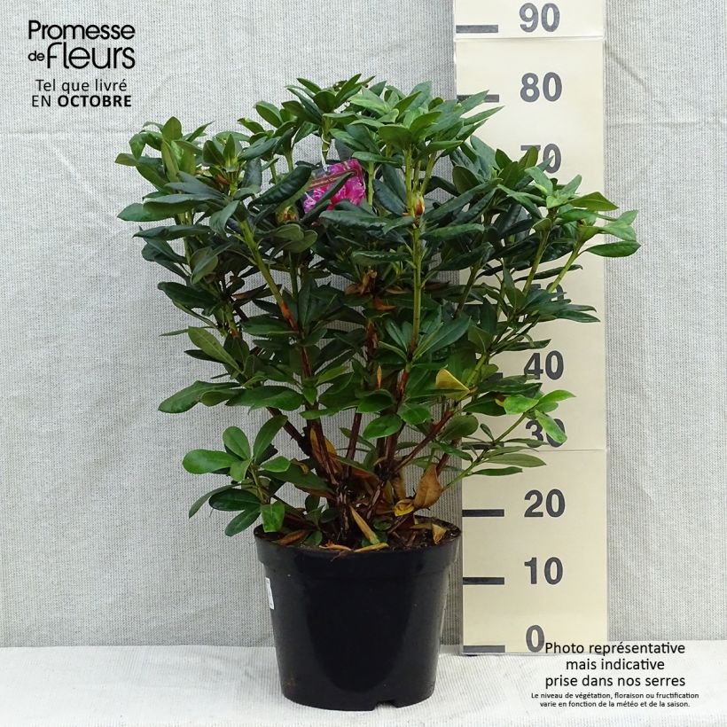 Exemplaar van Rhododendron Cosmopolitan - Grootbloemige rododendron Pot van 4 l/5 l zoals geleverd in de herfst