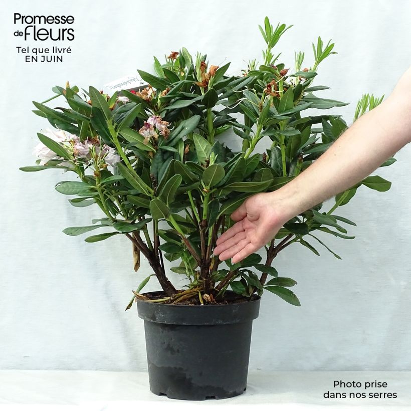 Exemplaar van Rhododendron Cosmopolitan - Grootbloemige rododendron Pot van 7,5 l/10 l zoals geleverd in de zomer