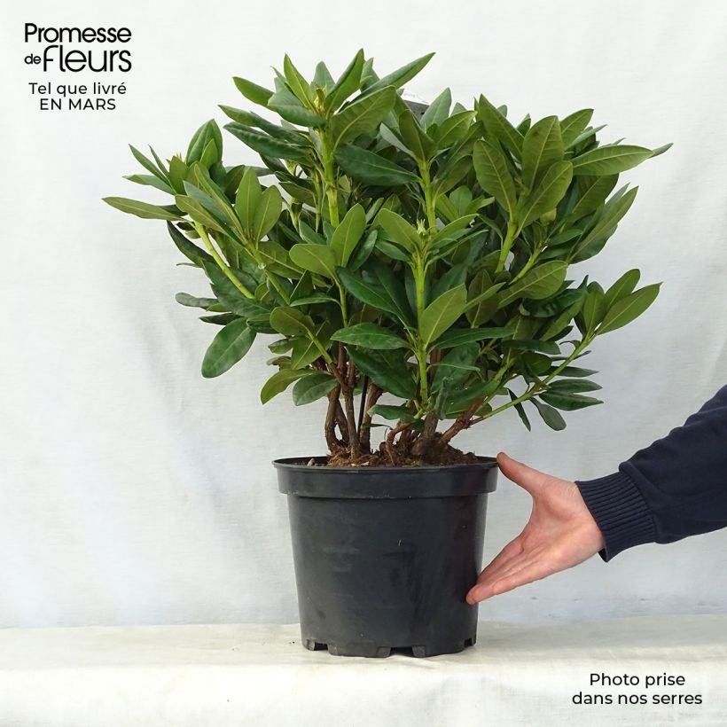Exemplaar van Rhododendron Cosmopolitan - Grootbloemige rododendron Pot van 7,5 l/10 l zoals geleverd in de lente