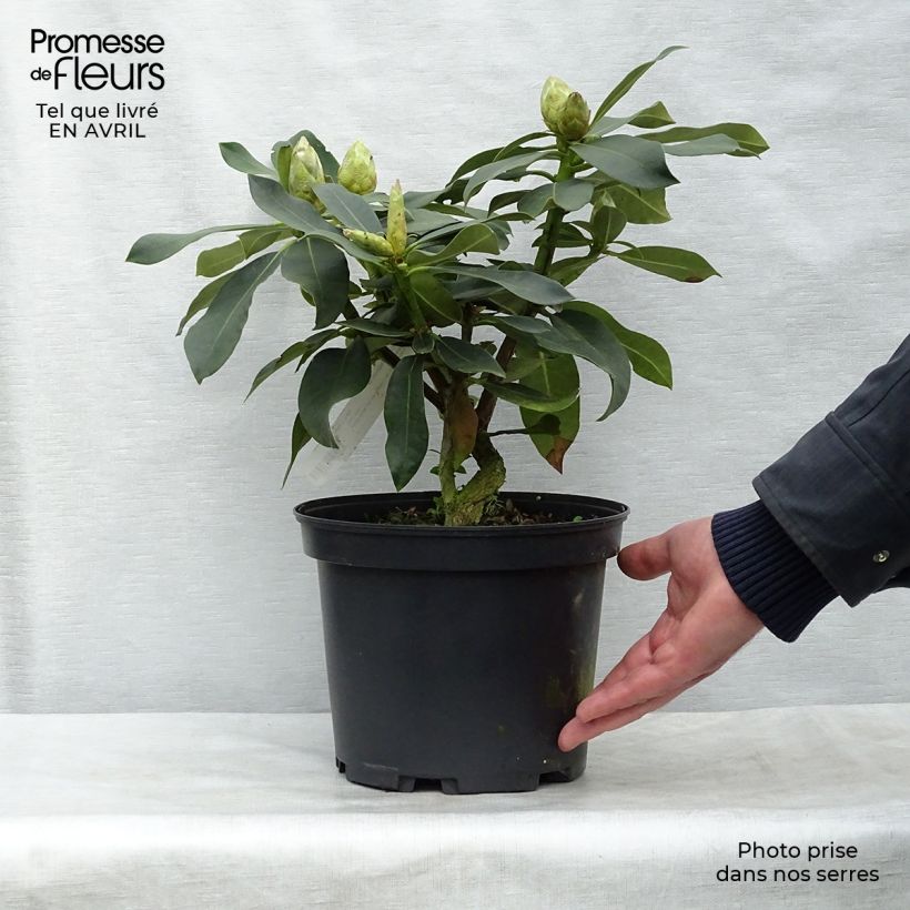 Exemplaar van Rhododendron Janet Ward - Grootbloemige rododendron Pot van 4 l/5 l zoals geleverd in de lente