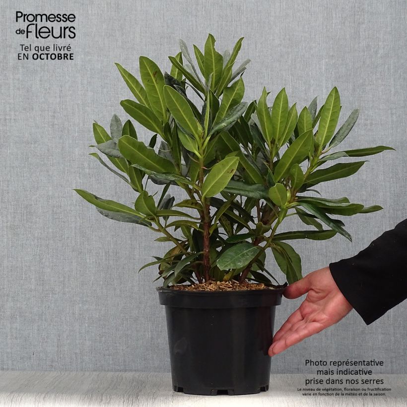 Exemplaar van Rhododendron Kabarett - Grootbloemige rododendron Pot van 4 l/5 l zoals geleverd in de herfst