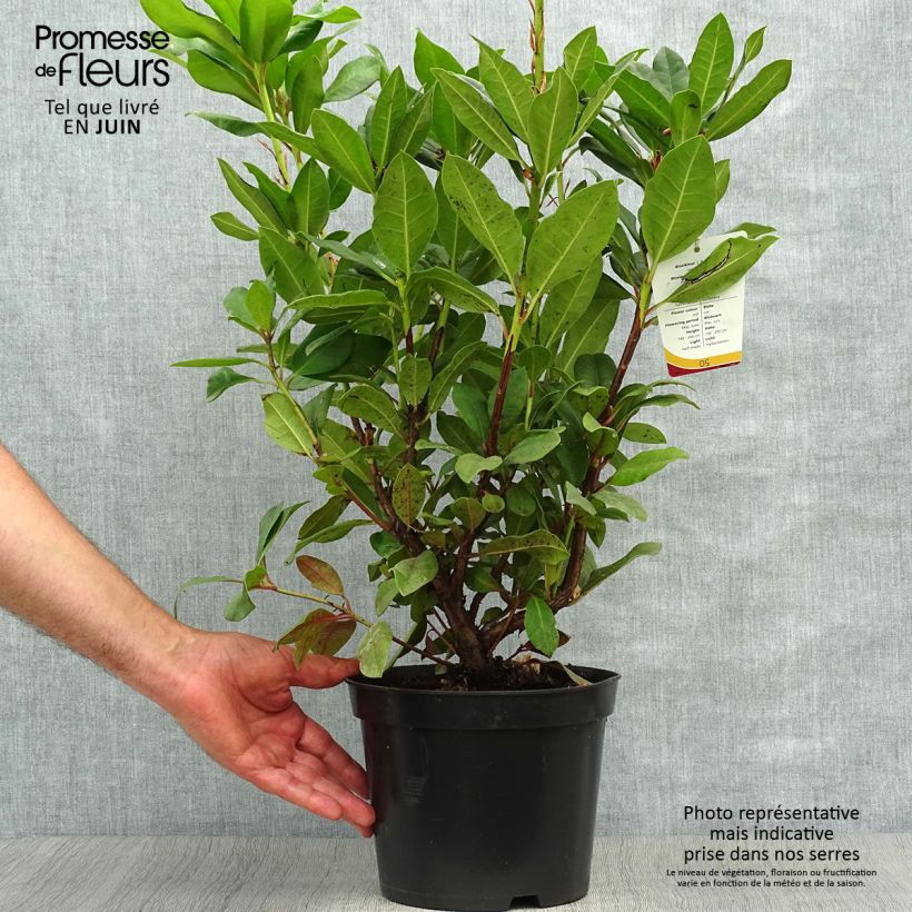 Exemplaar van Rhododendron Lord Roberts - Grootbloemige rododendron Pot van 4 l/5 l zoals geleverd in de zomer