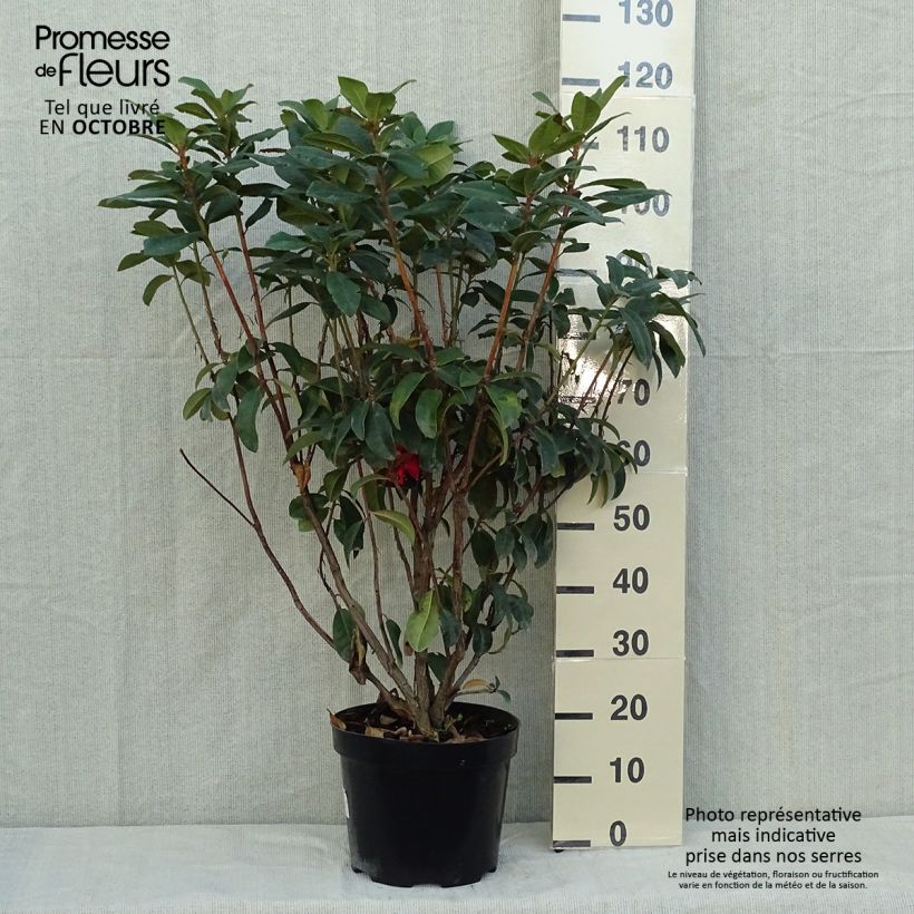 Exemplaar van Rhododendron Moser's Maroon - Grootbloemige rododendron Pot van 7,5 l/10 l zoals geleverd in de herfst
