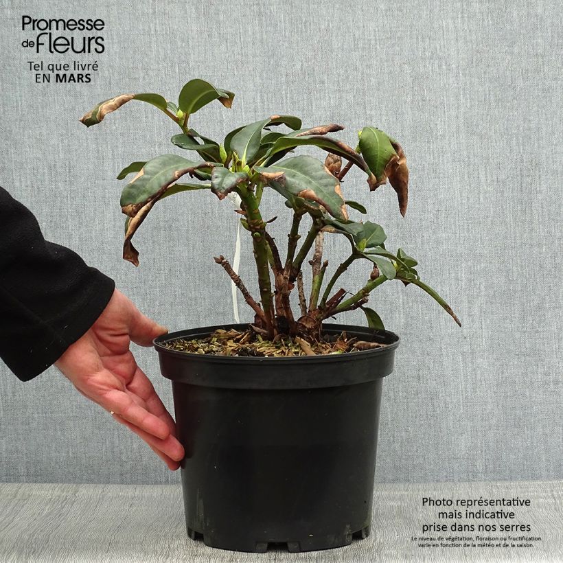 Exemplaar van Rhododendron Naselle - Grootbloemige rododendron Pot van 4 l/5 l zoals geleverd in de lente