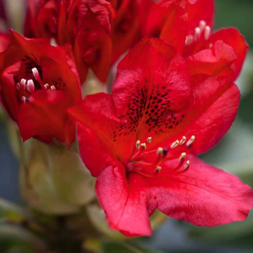 Rhododendron Red Jack - Grootbloemige rododendron (Flowering)