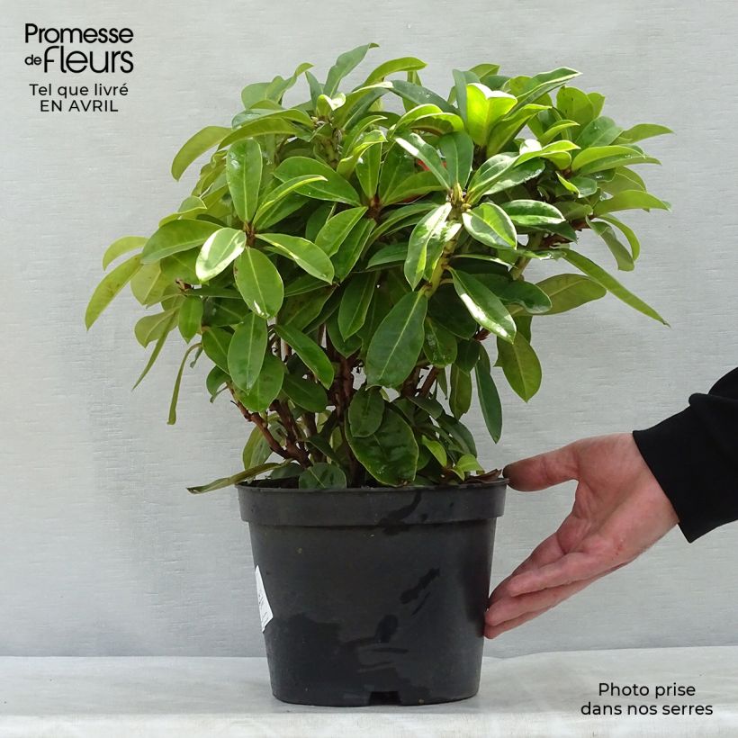Example of Rhododendron Red Jack - Grootbloemige rododendron Pot van 4 l/5 l as you get in printemps