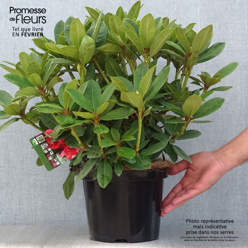 Exemplaar van Rhododendron Red Jack - Grootbloemige rododendron Pot van 4 l/5 l zoals geleverd in de herfst