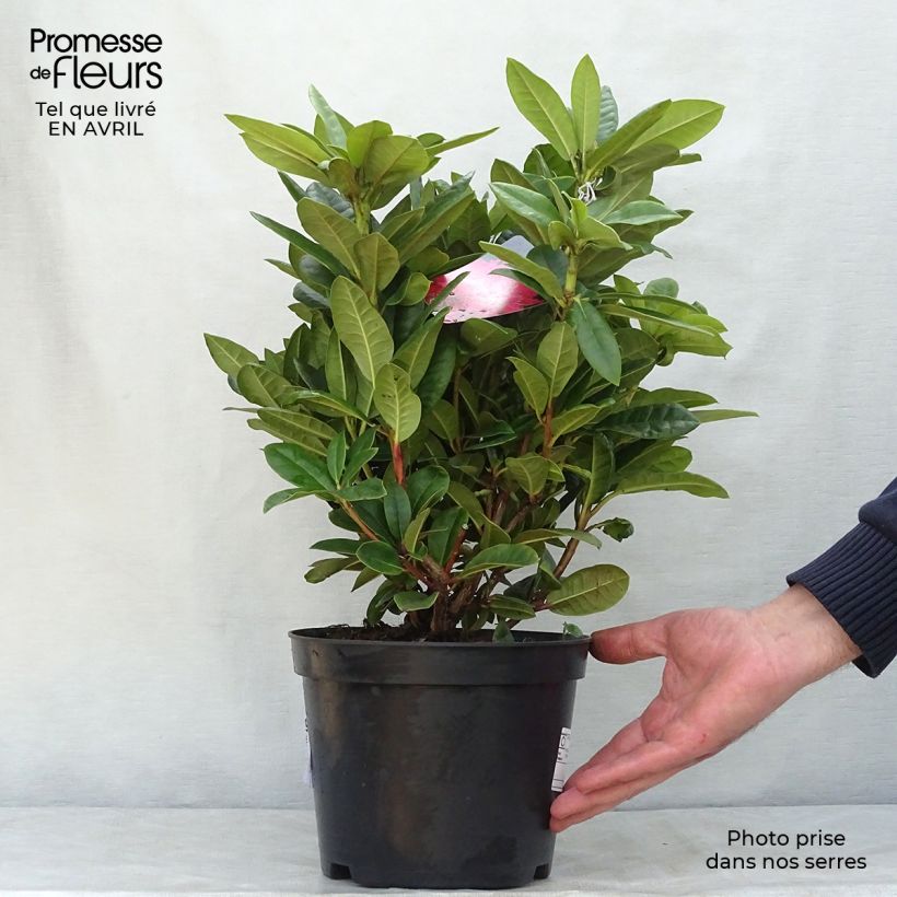 Exemplaar van Rhododendron Rocket - Grootbloemige rododendron Pot van 4 l/5 l zoals geleverd in de lente