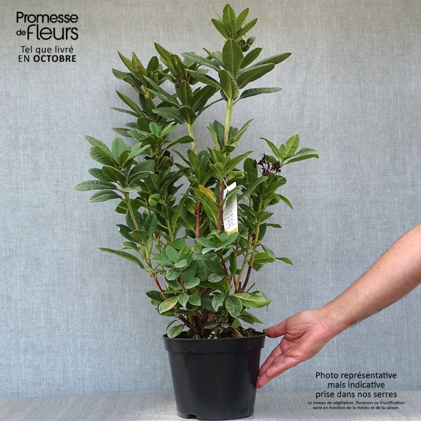Exemplaar van Rhododendron Rocket - Grootbloemige rododendron Pot van 4 l/5 l zoals geleverd in de herfst