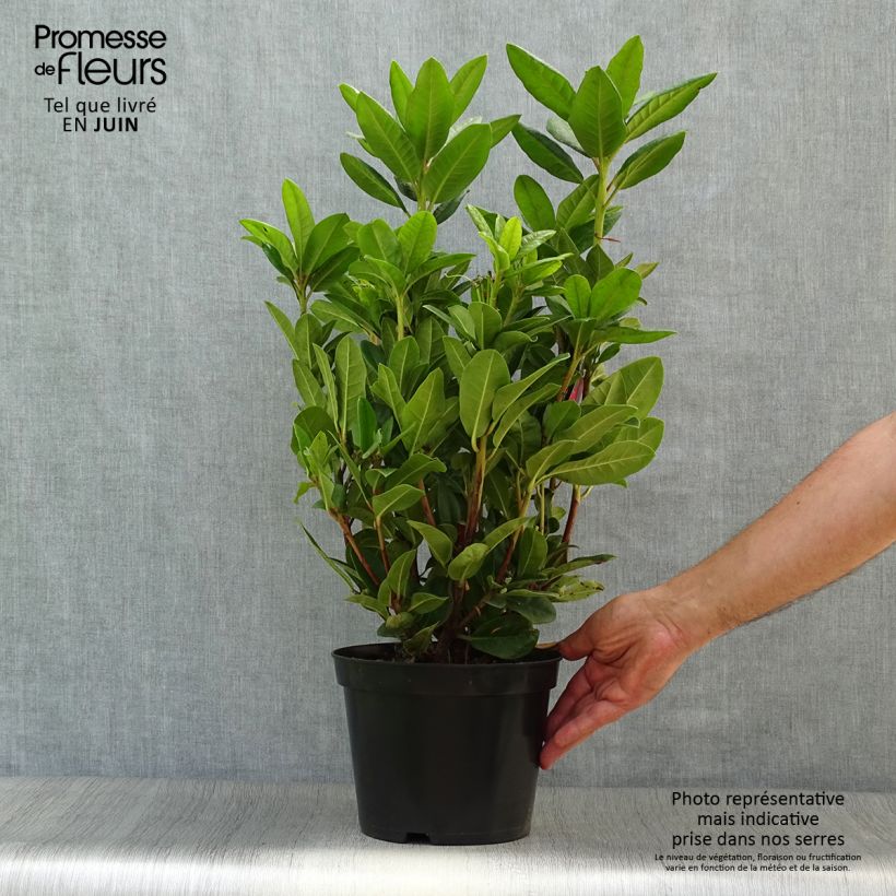 Exemplaar van Rhododendron Rocket - Grootbloemige rododendron Pot van 4 l/5 l zoals geleverd in de zomer