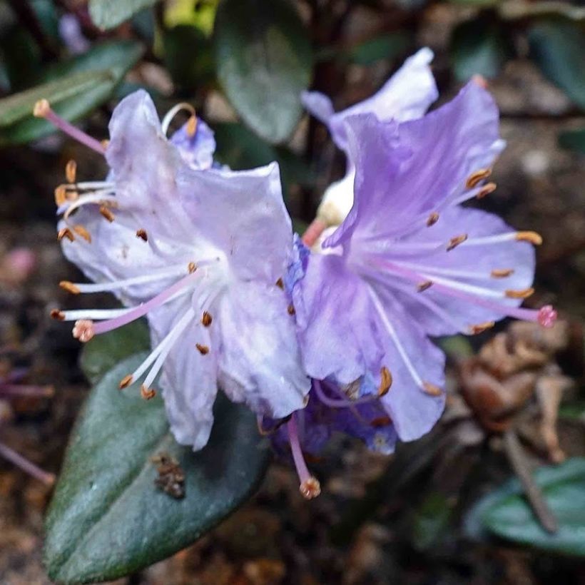 Rhododendron Ramapo - Dwergrododendron (Bloei)