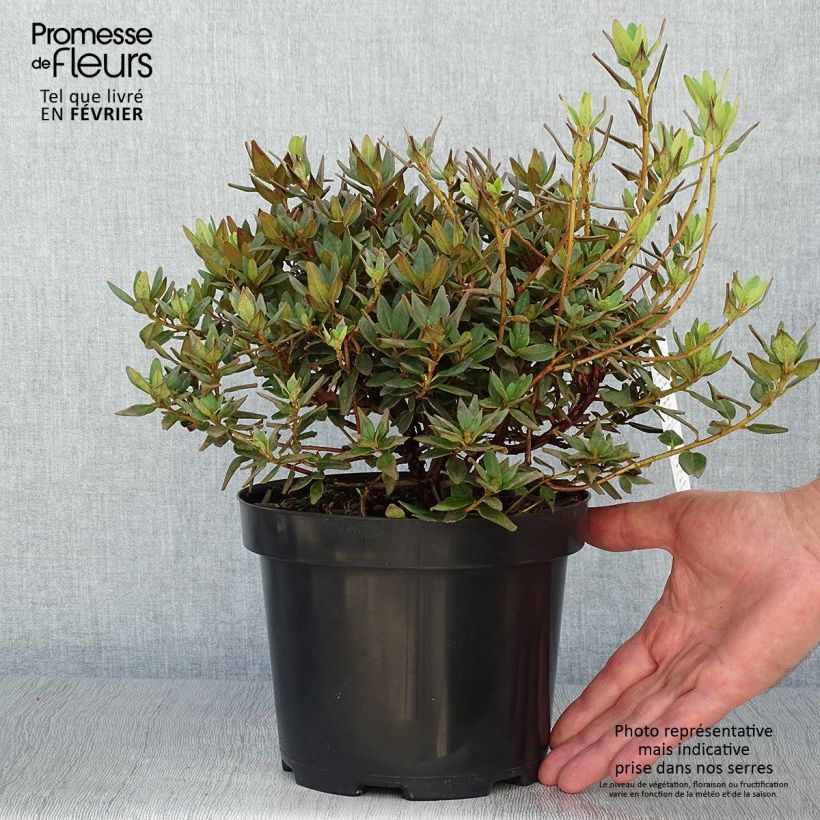 Exemplaar van Rhododendron Ramapo - Dwergrododendron Pot van 2 l/3 l zoals geleverd in de herfst