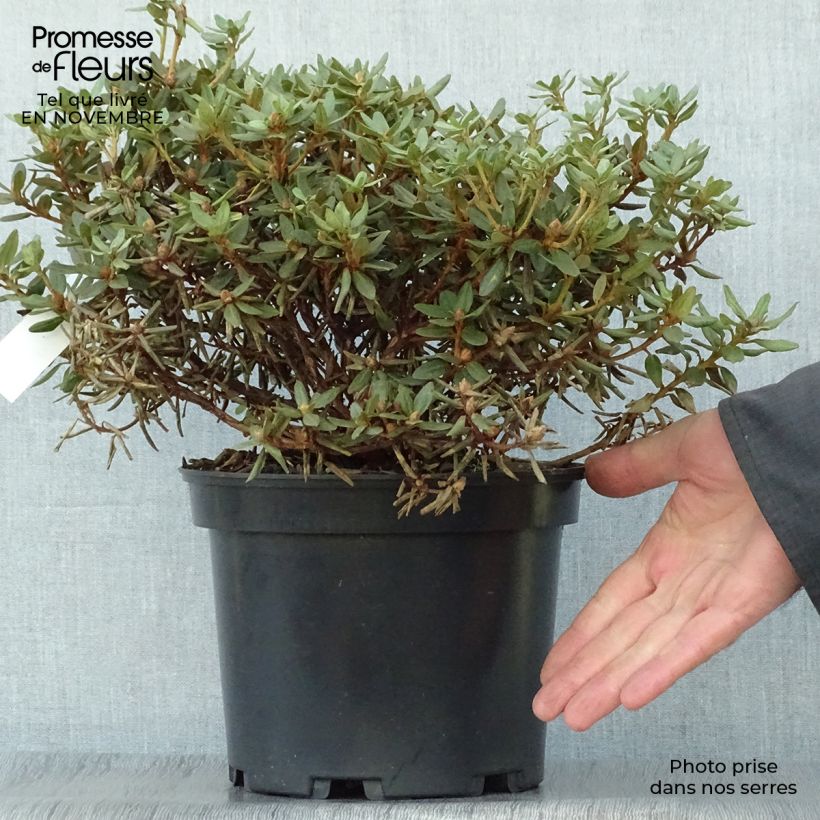 Exemplaar van Rhododendron impeditum - Dwergrododendron Pot van 2 l/3 l zoals geleverd in de herfst