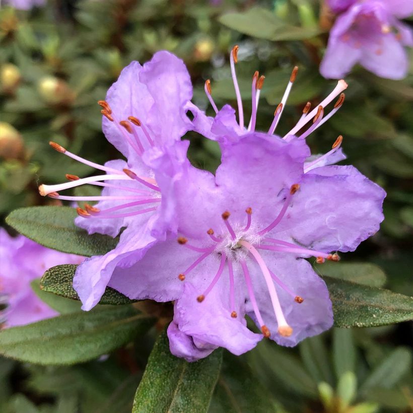 Rhododendron impeditum - Dwergrododendron (Bloei)