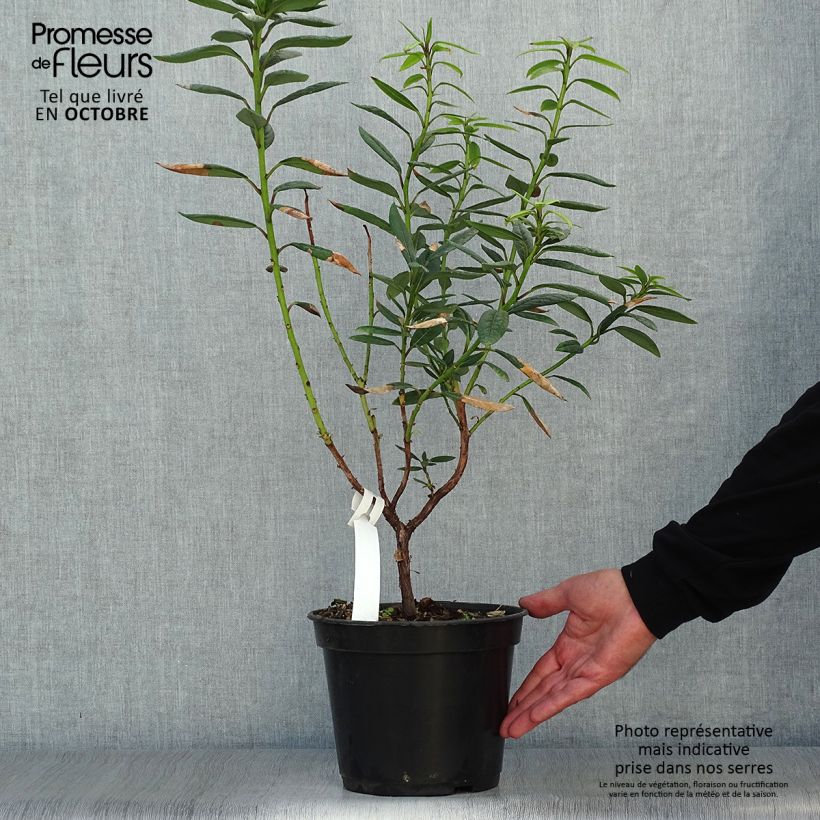Exemplaar van Rhododendron lindleyi - Grootbloemige rododendron Pot van 4 l/5 l zoals geleverd in de herfst