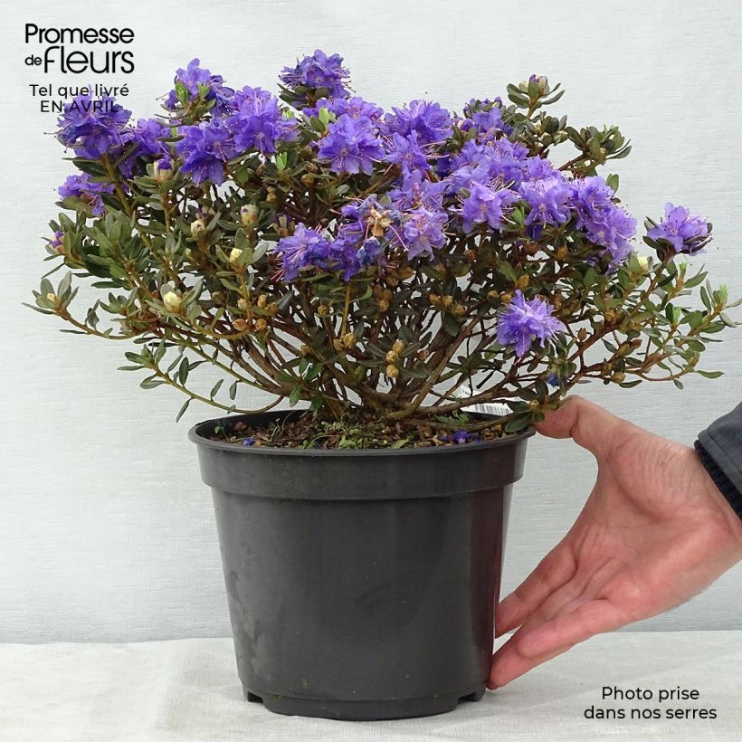 Exemplaar van Rhododendron Azurika - Dwergrododendron Pot van 2 l/3 l zoals geleverd in de lente