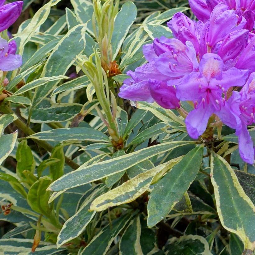 Rhododendron ponticum Variegatum - Pontische rododendron (Blad)