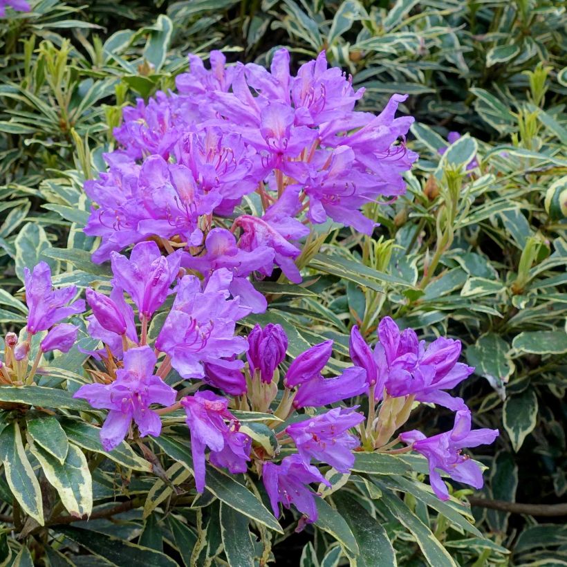 Rhododendron ponticum Variegatum - Pontische rododendron (Bloei)