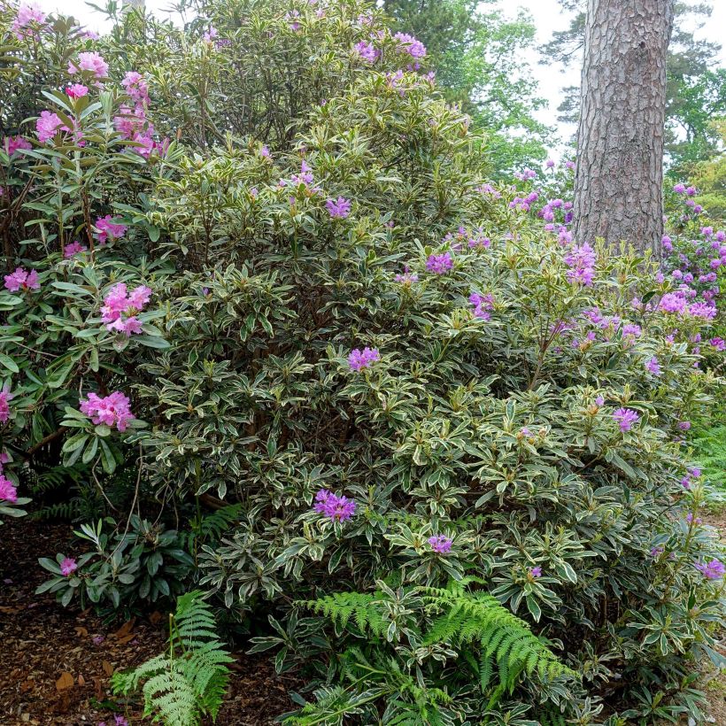Rhododendron ponticum Variegatum - Pontische rododendron (Groeiplaats)