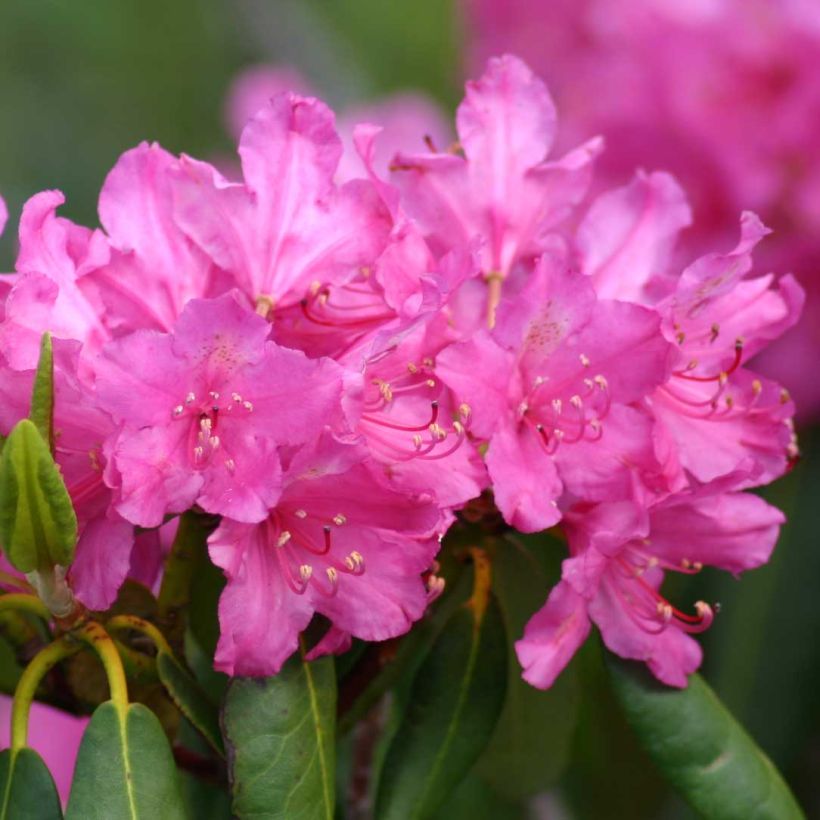 Rhododendron ponticum - Pontische rododendron (Bloei)