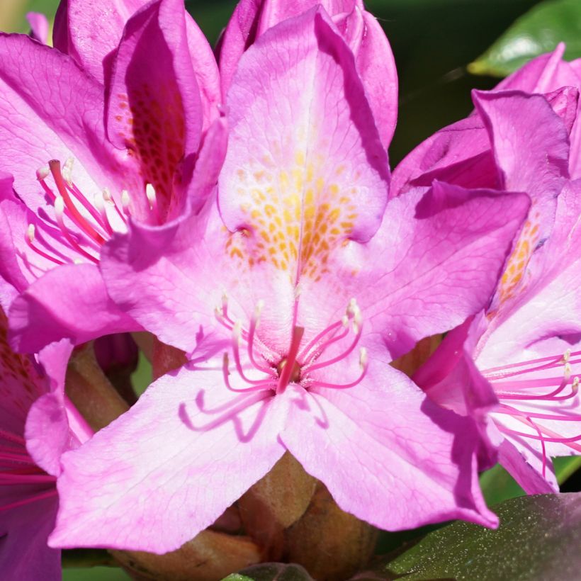 Rhododendron Roseum - Pontische rododendron (Bloei)