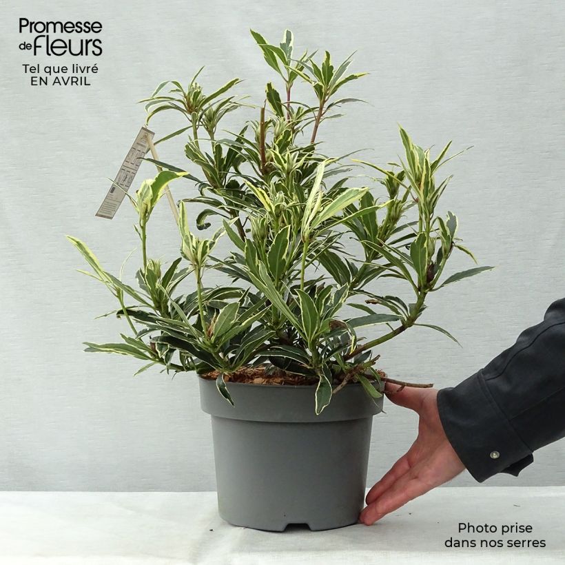 Exemplaar van Rhododendron ponticum Variegatum - Pontische rododendron Pot van 4 l/5 l zoals geleverd in de lente