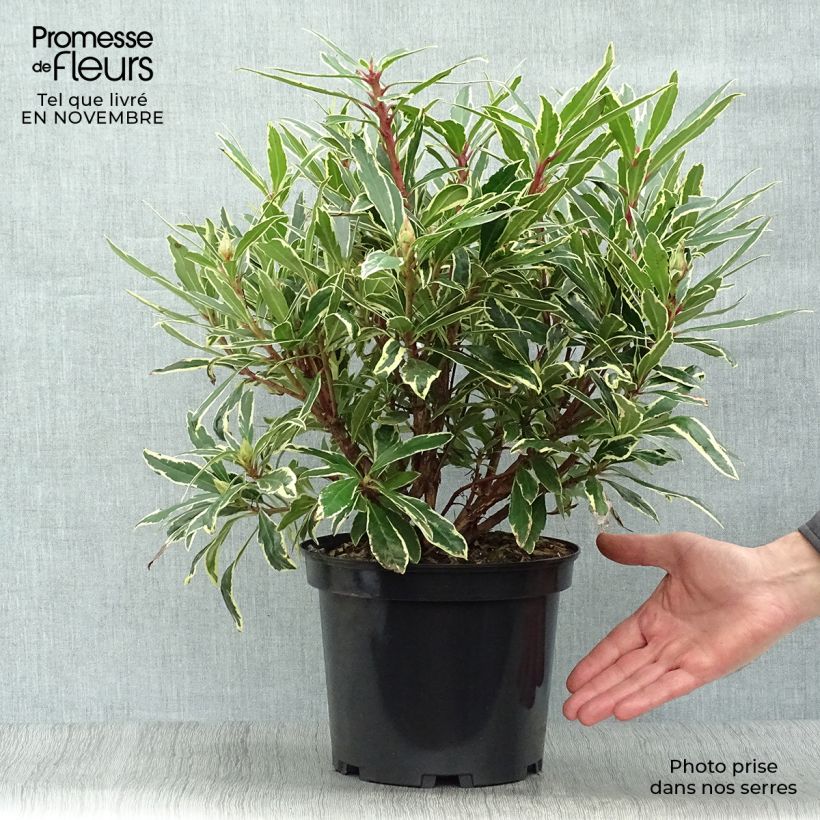 Exemplaar van Rhododendron ponticum Variegatum - Pontische rododendron Pot van 4 l/5 l zoals geleverd in de herfst