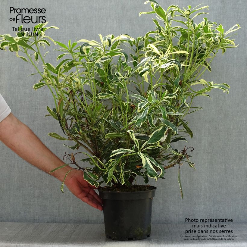 Exemplaar van Rhododendron ponticum Variegatum - Pontische rododendron Pot van 4 l/5 l zoals geleverd in de zomer
