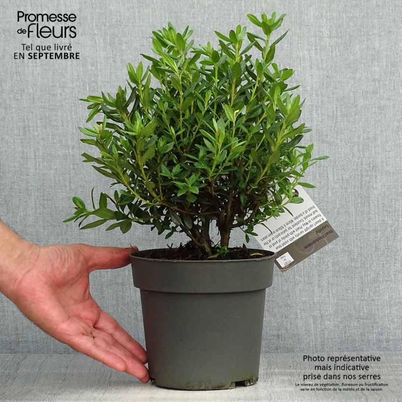 Exemplaar van Rhododendron russatum Lauretta - Dwergrododendron Pot van 2 l/3 l zoals geleverd in de herfst
