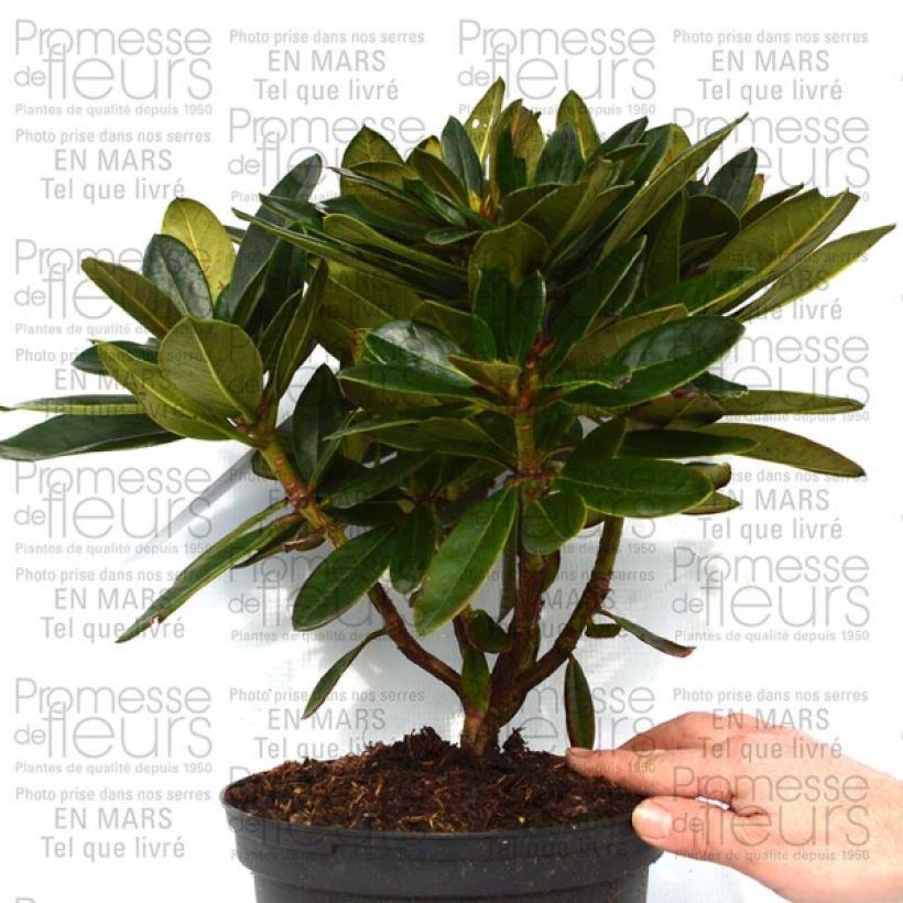 Voorbeeld van een exemplaar van Rhododendron Unique Marmalade - Grootbloemige rododendron Pot van 4 l/5 l zoals geleverd