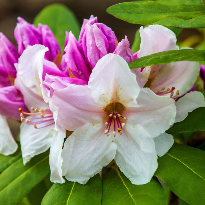 Rhododendron Gartendirektor Rieger - Grootbloemige rododendron (Oogst)