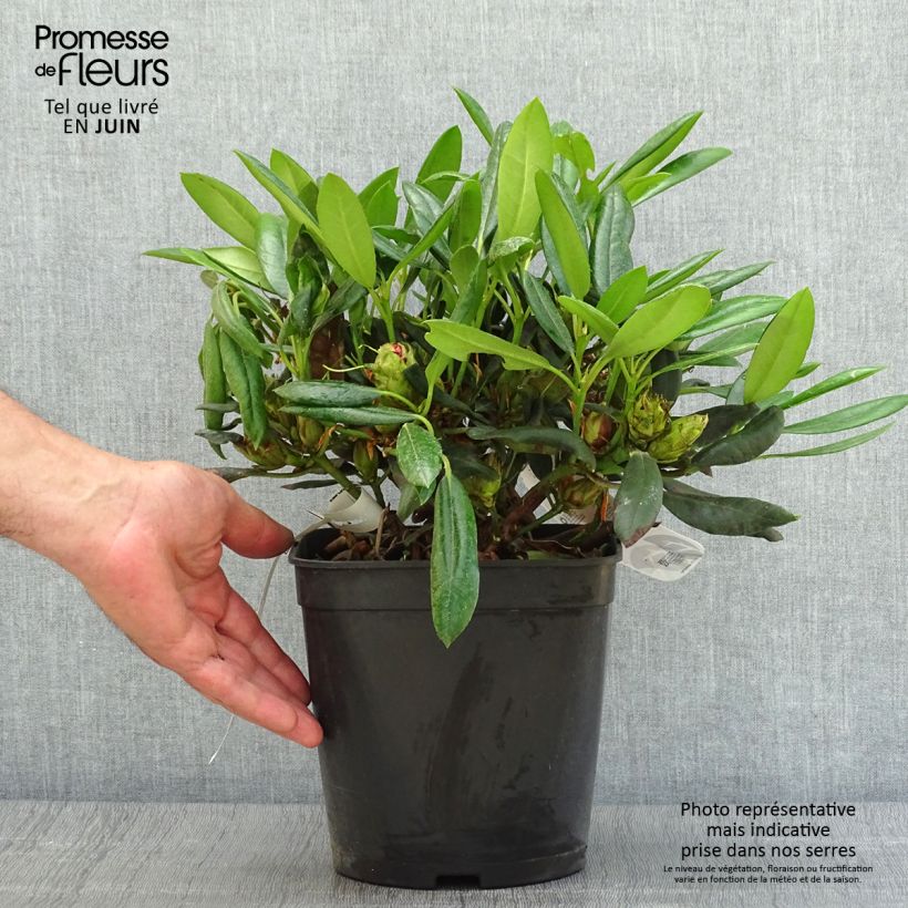 Exemplaar van Rhododendron Barbarella - Dwergrododendron Pot van 4 l/5 l zoals geleverd in de zomer