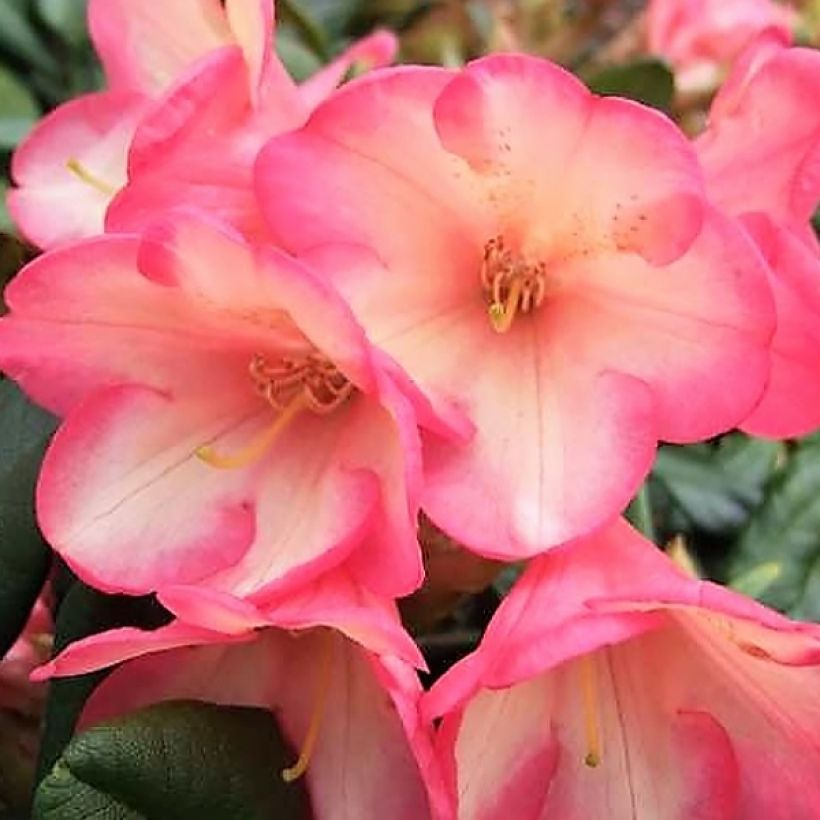 Rhododendron Barbarella - Dwergrododendron (Bloei)