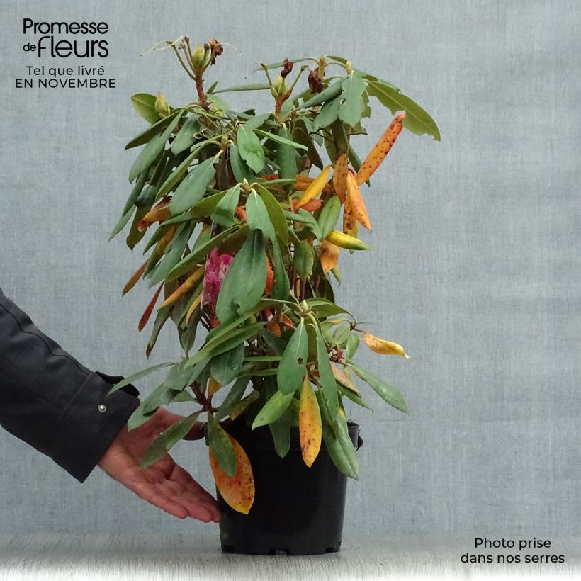 Exemplaar van Rhododendron Caroline Allbrook - Dwergrondodendron Pot van 2 l/3 l zoals geleverd in de herfst