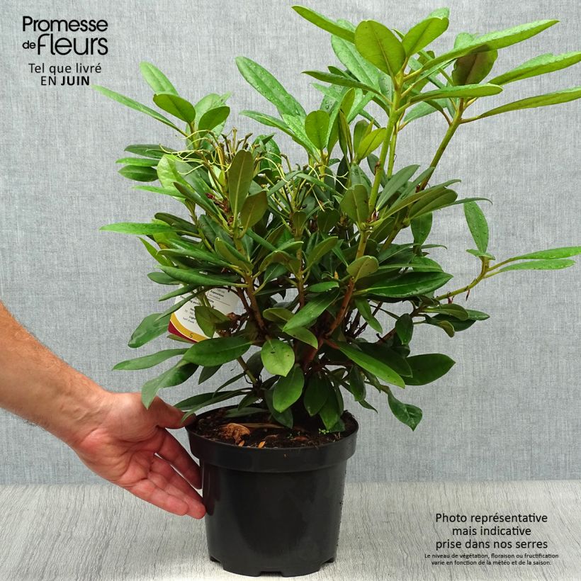 Exemplaar van Rhododendron Caroline Allbrook - Dwergrondodendron Pot van 2 l/3 l zoals geleverd in de zomer
