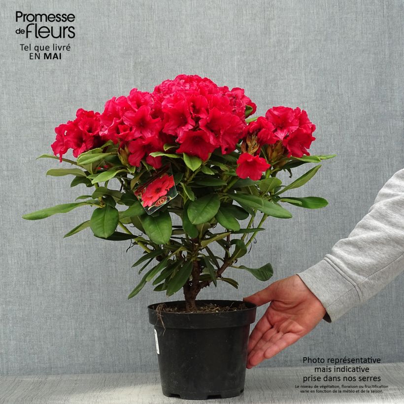 Exemplaar van Rhododendron Dopey -Dwergrododendron Pot van 2 l/3 l zoals geleverd in de lente