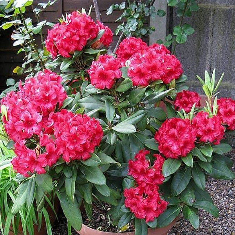 Rhododendron Dopey -Dwergrododendron (Groeiplaats)