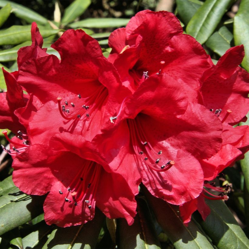 Rhododendron Dopey -Dwergrododendron (Bloei)
