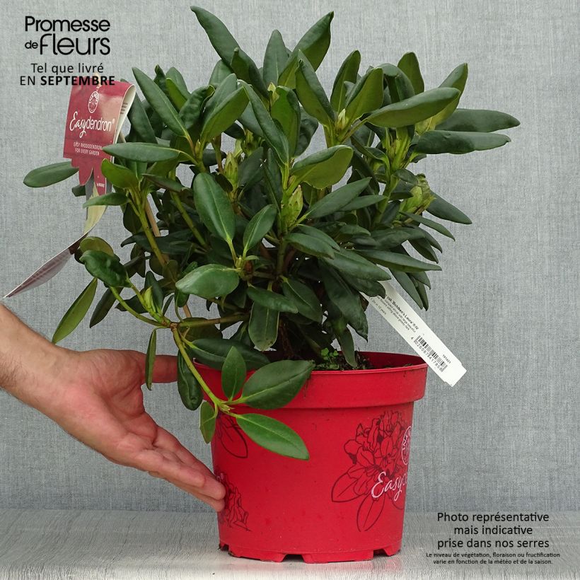 Exemplaar van Rhododendron Easydendron Bohlken's Laura - Dwergrondodendron Pot van 4 l/5 l zoals geleverd in de herfst