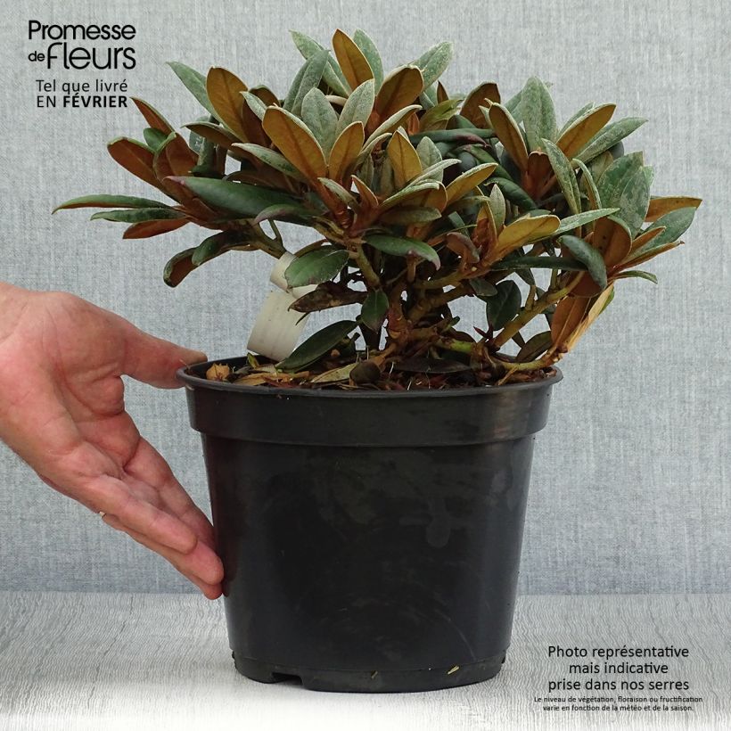 Exemplaar van Rhododendron Grumpy - Dwergrododendron Pot van 3 l/4 l zoals geleverd in de herfst