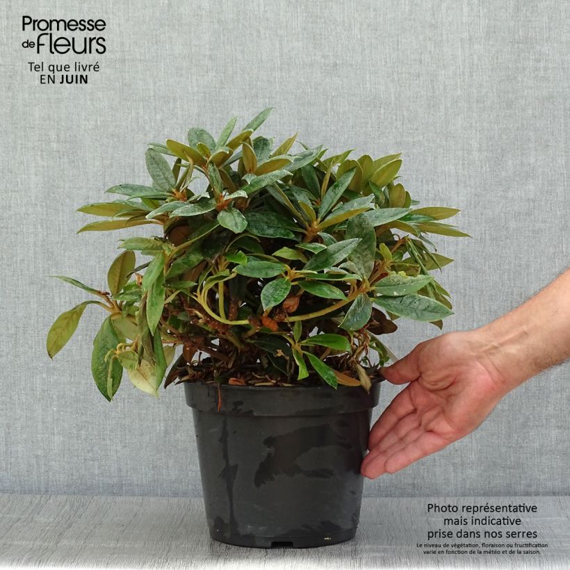 Exemplaar van Rhododendron Grumpy - Dwergrododendron Pot van 3 l/4 l zoals geleverd in de zomer