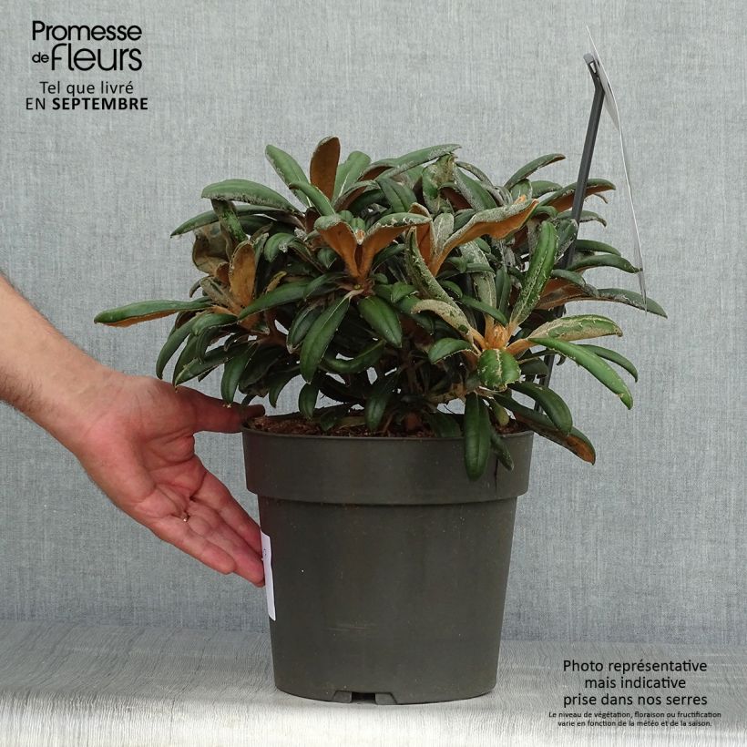 Exemplaar van Rhododendron Koichiro Wada - Dwergrododendron Pot van 4 l/5 l zoals geleverd in de herfst